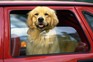 Dog Out Car Window